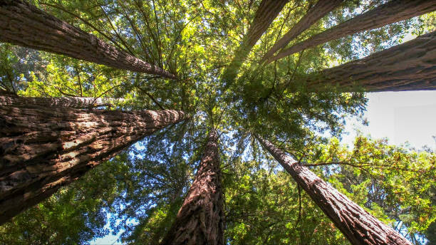 Best Storm Damage Tree Cleanup  in Key Center, WA