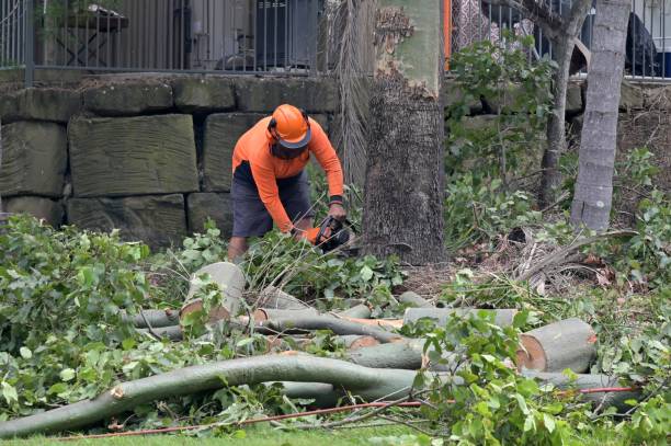 How Our Tree Care Process Works  in  Key Center, WA